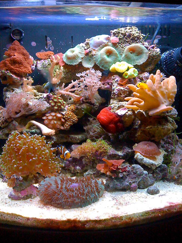 Купить живых рыбок для аквариума. Морской мини риф. Морской аквариум. Пресноводный аквариум с кораллами. Кораллы в морском аквариуме.
